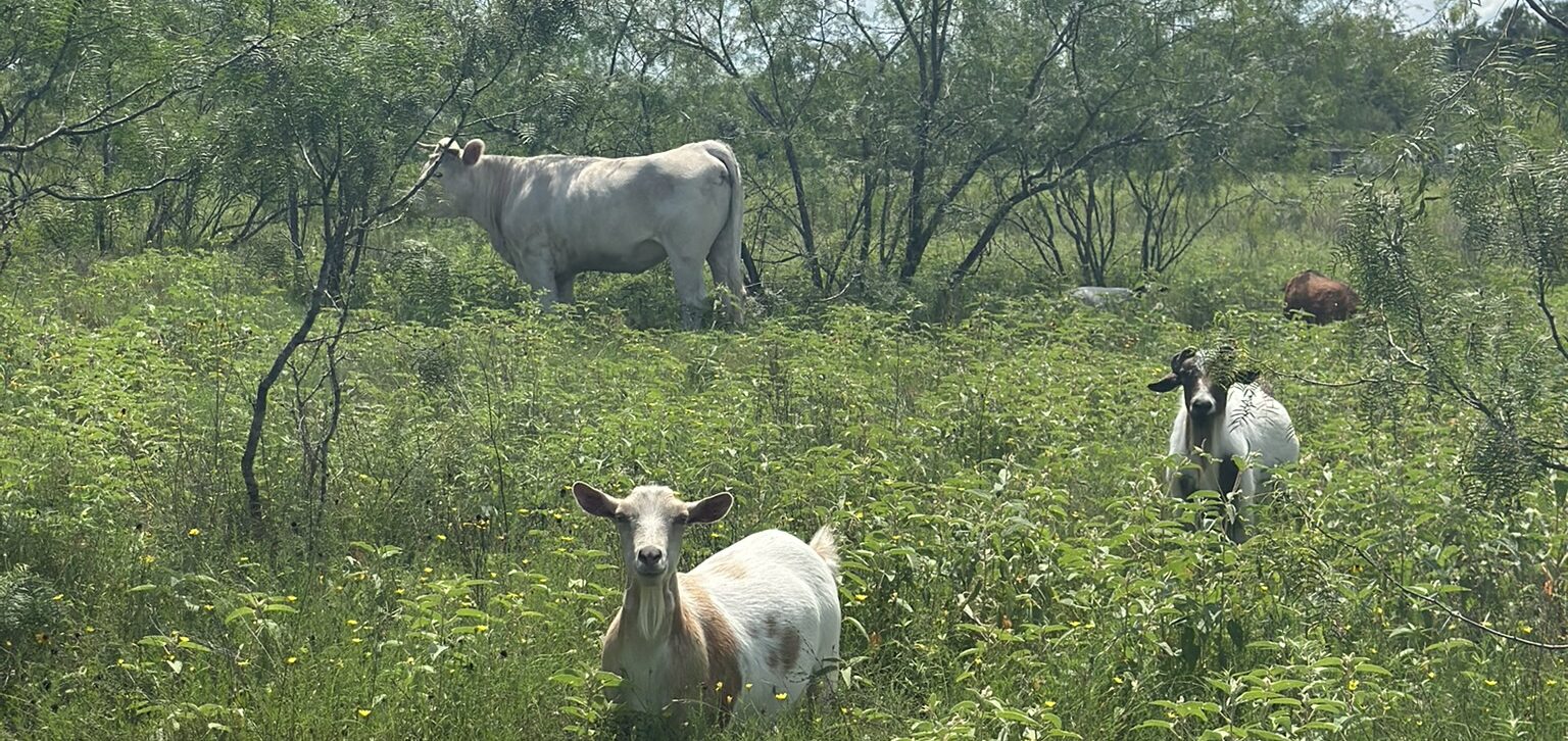 Tiffany and the sanctuary goats resting among green pasture and trees