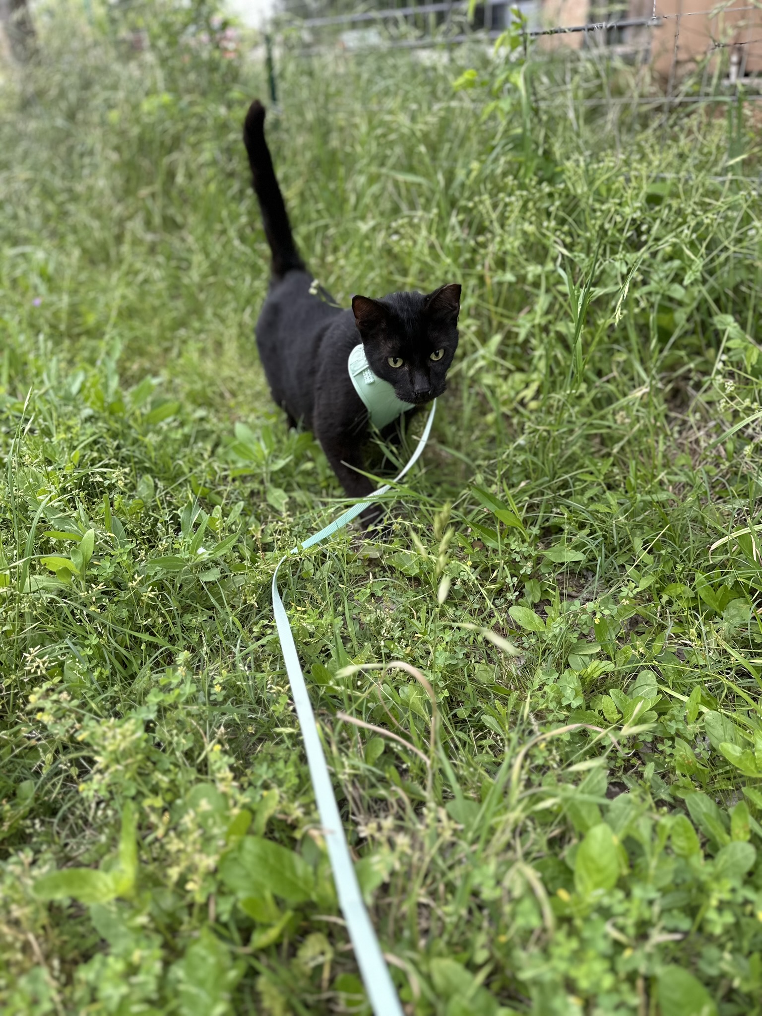 Coal